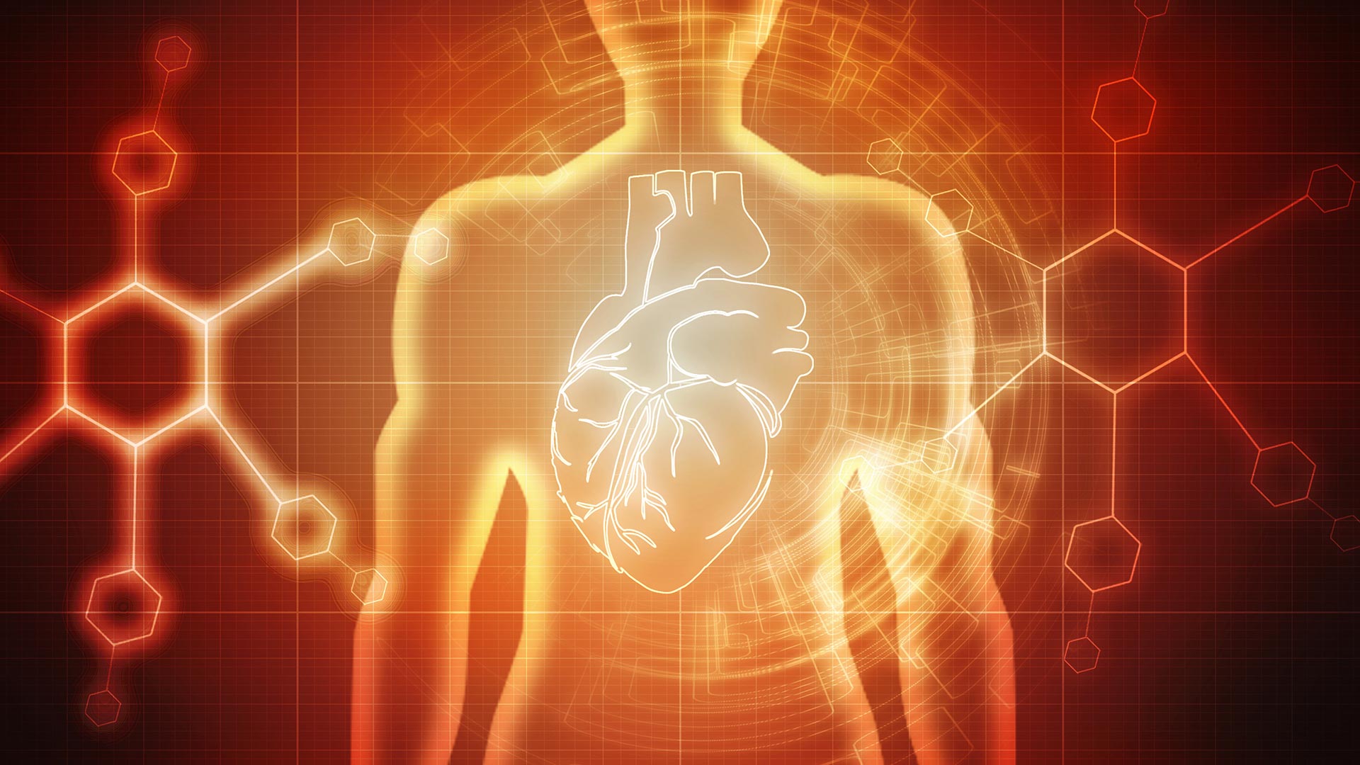  A digital illustration of a human heart